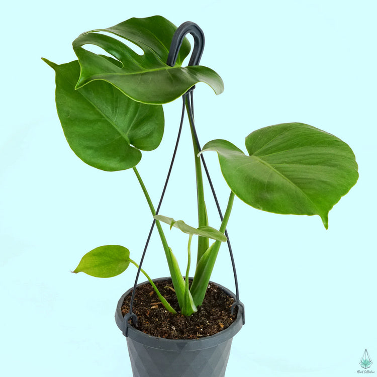 Monstera Deliciosa (Swiss Cheese Plant) - Plant Collective