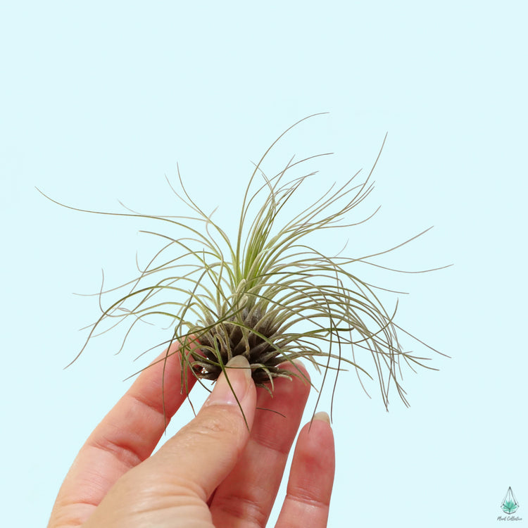 Tillandsia Argentea - Plant Collective