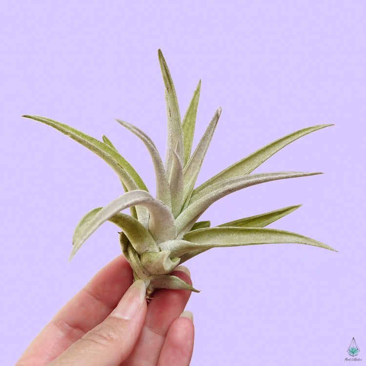 Tillandsia Harrisii - Plant Collective