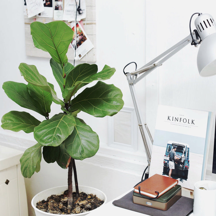 Fiddle Leaf Fig (Tree Form) - Plant Collective