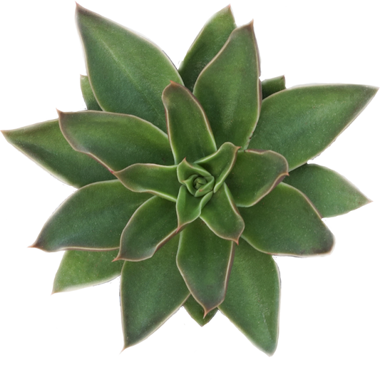 Echeveria Agavoides Hybrid - By Plant Collective | Indoor House Plants, Succulents, Air Plants & Terrariums - Toronto Canada