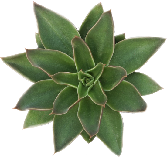 echeveria air plant Echeveria Mexicana