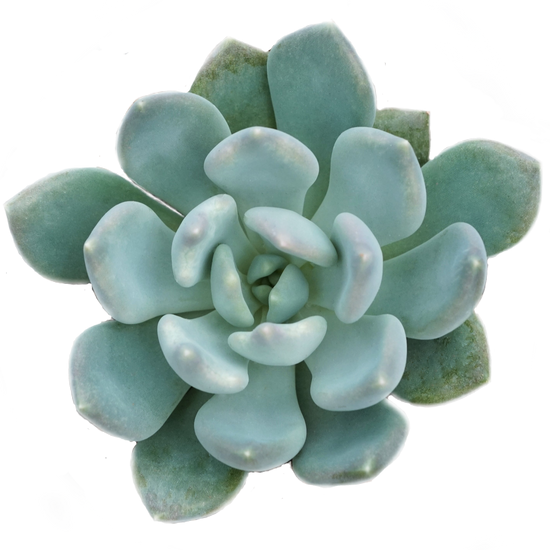 Echeveria Azul - By Plant Collective | Indoor House Plants, Succulents, Air Plants & Terrariums - Toronto Canada