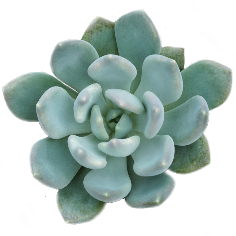 Echeveria Azul - By Plant Collective | Indoor House Plants, Succulents, Air Plants & Terrariums - Toronto Canada