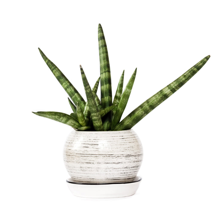 Snake Plant (Starfish)