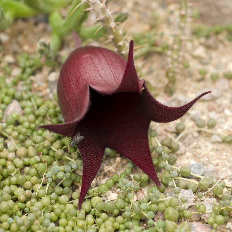 Stapelia Leendertziae