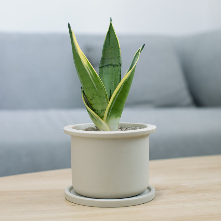 Snake Plant (Assorted) - Plant Collective