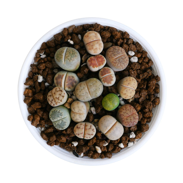 Living Rocks (Lithops)