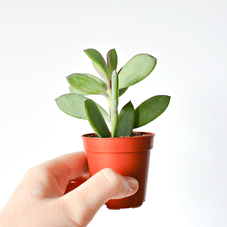 Vertical Leaf Senecio