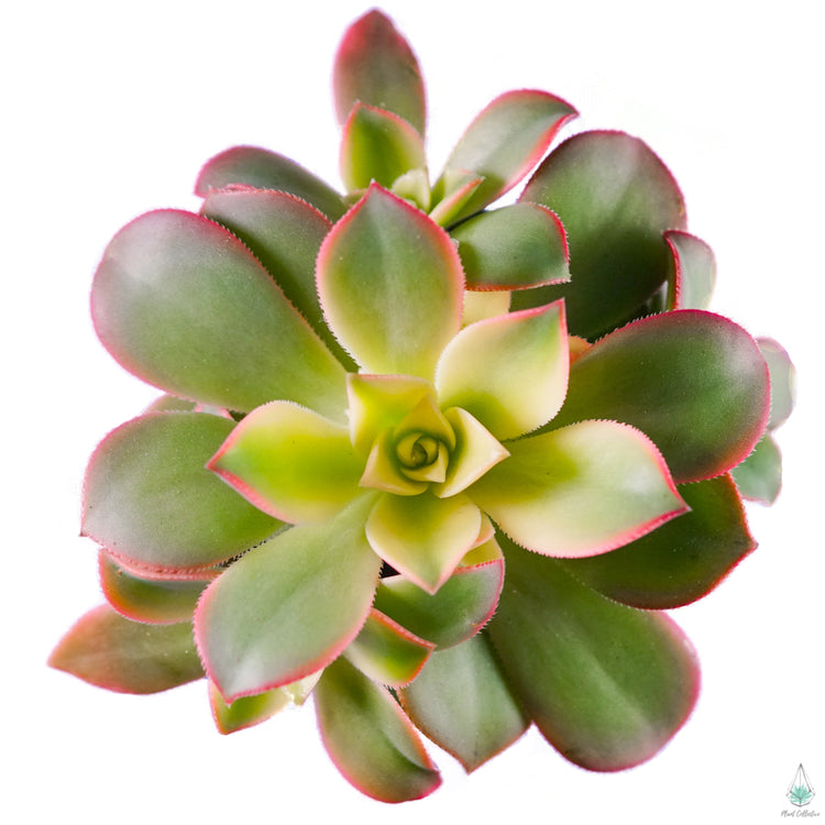 Aeonium Kiwi - Plant Collective