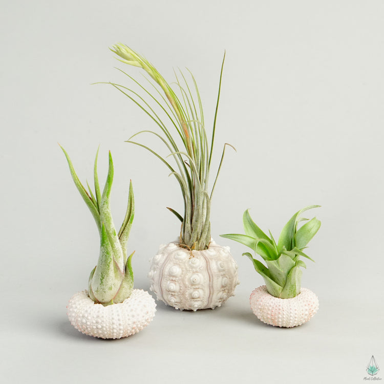 Air Plant Jellyfish (Sea Urchin Shell) - Plant Collective