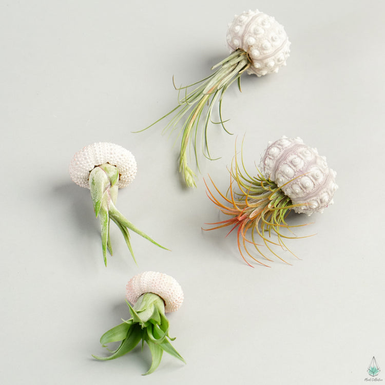 Air Plant Jellyfish (Sea Urchin Shell) - Plant Collective