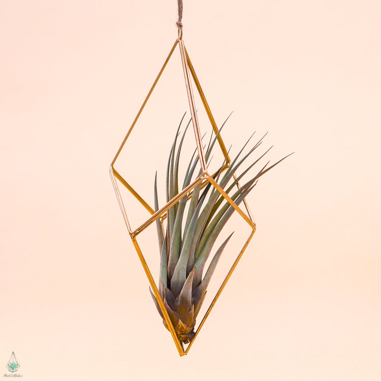 air plant wire hanger Air Plant Hanger
