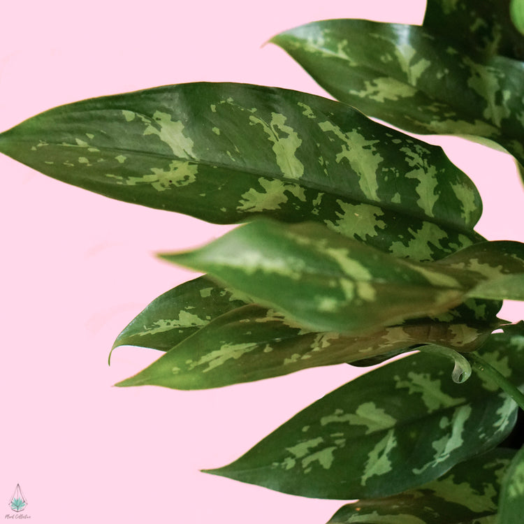 Aglaonema Maria (Chinese Evergreen)