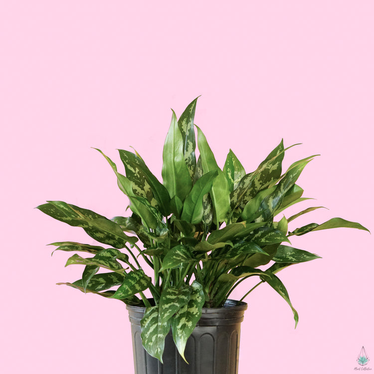 Aglaonema Maria (Chinese Evergreen)