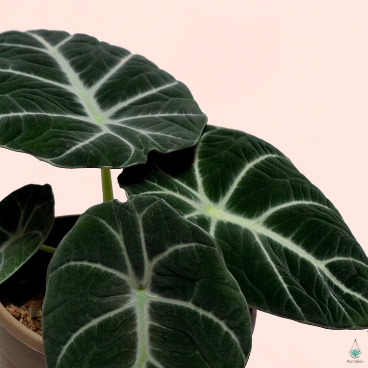 Alocasia Black Velvet