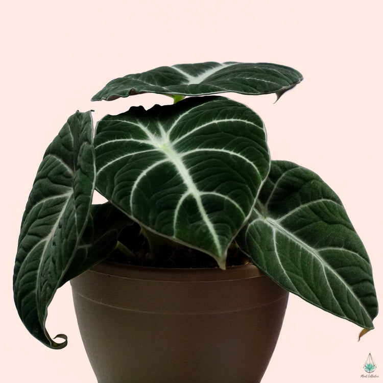 Alocasia Black Velvet