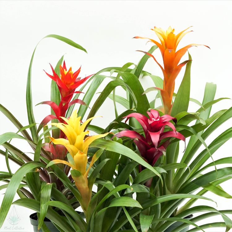 Guzmania Bromeliad - Plant Collective