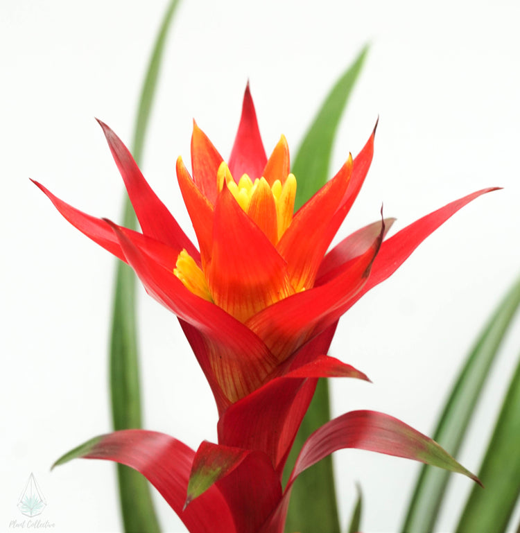 Guzmania Bromeliad - Plant Collective