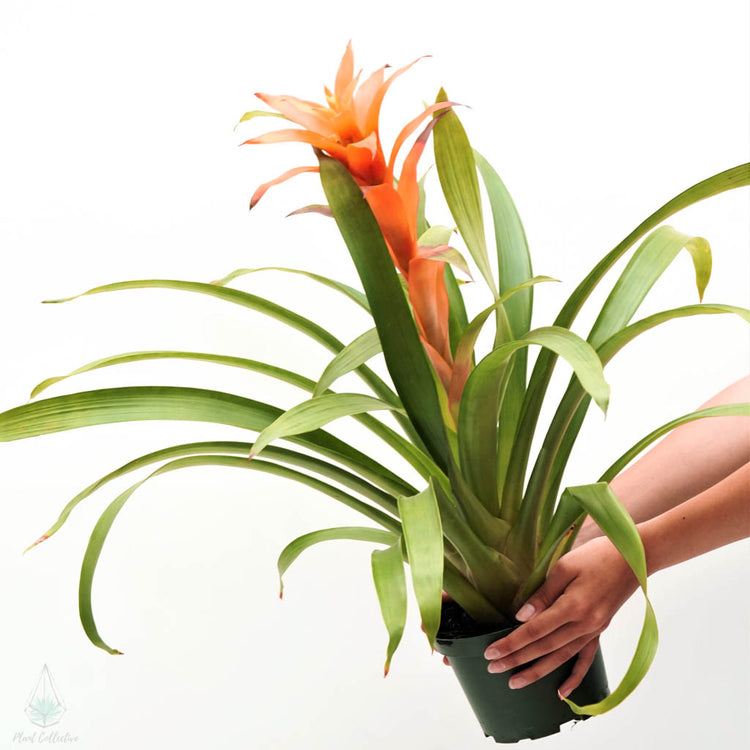 Guzmania Bromeliad - Plant Collective