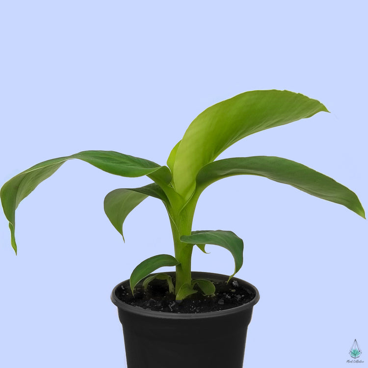 Banana Plant