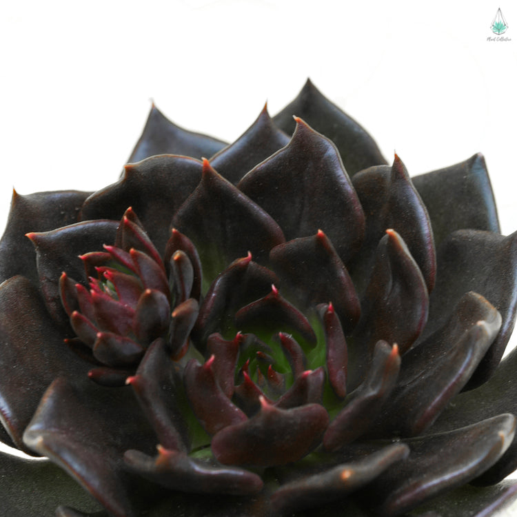 Echeveria Black Prince - Plant Collective