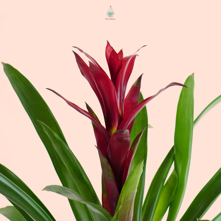 Guzmania Bromeliad - Plant Collective