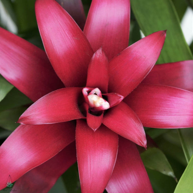 Guzmania Bromeliad - Plant Collective