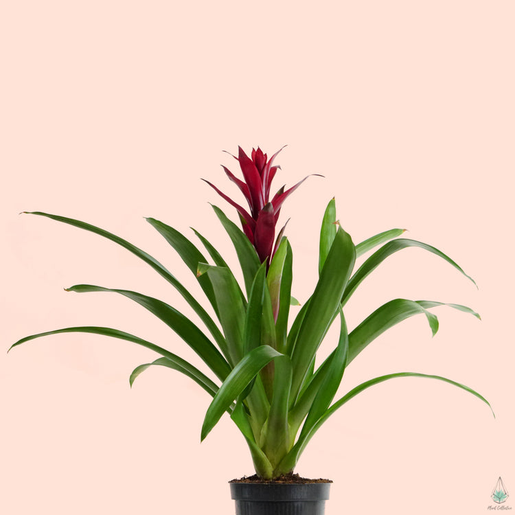 Guzmania Bromeliad - Plant Collective