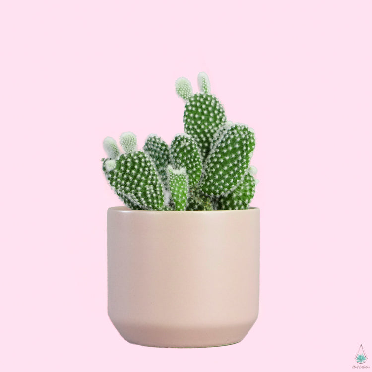 Bunny Ears Cactus (Opuntia Microdasys) - Plant Collective