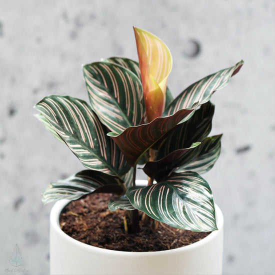 Pinstripe Plant (Calathea Ornata) - By Plant Collective | Indoor House Plants, Succulents, Air Plants & Terrariums - Toronto Canada