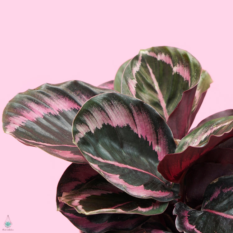 Calathea 'Princess Jessie'