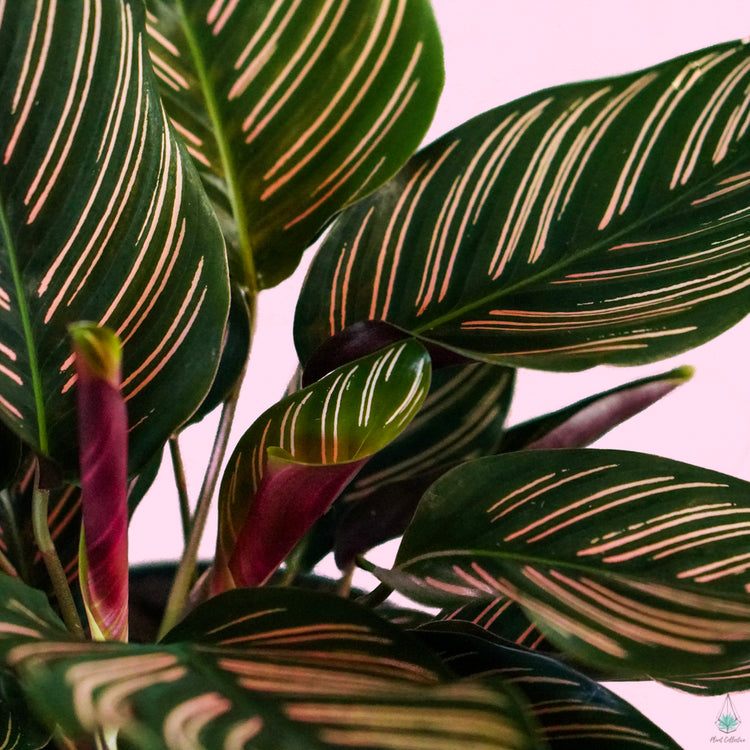 Calathea Ornata "Pinstripe Plant"