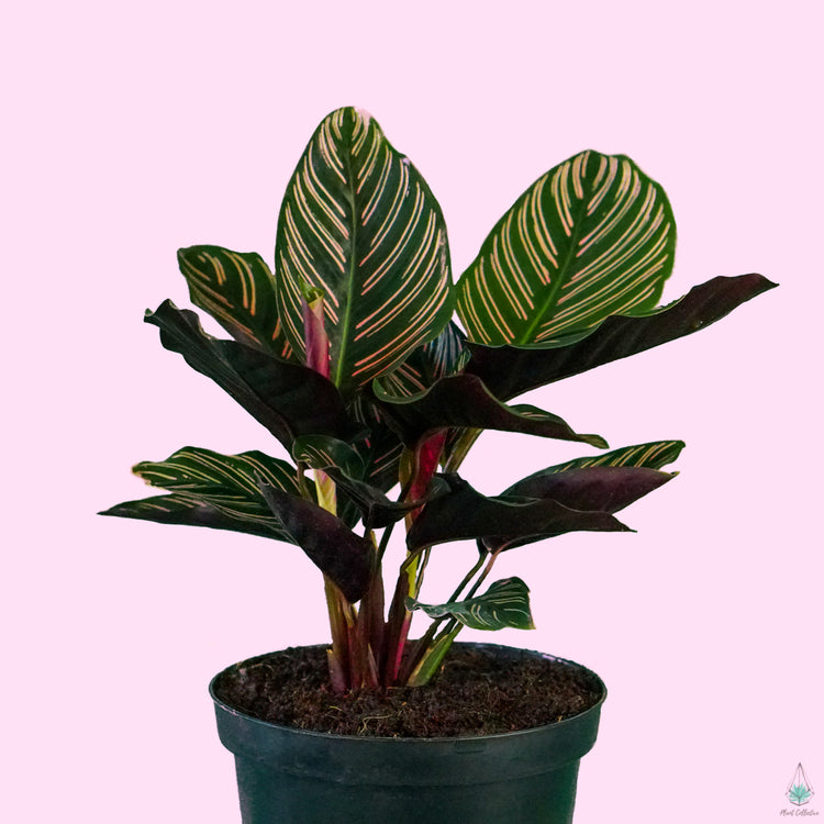 Calathea Ornata "Pinstripe Plant"