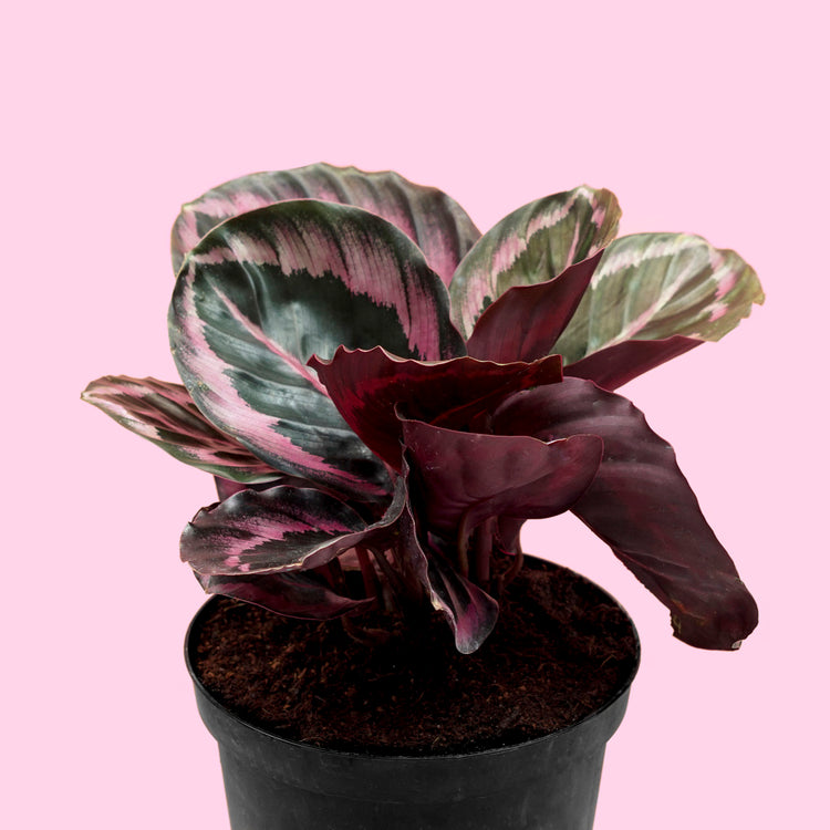 Calathea 'Princess Jessie'