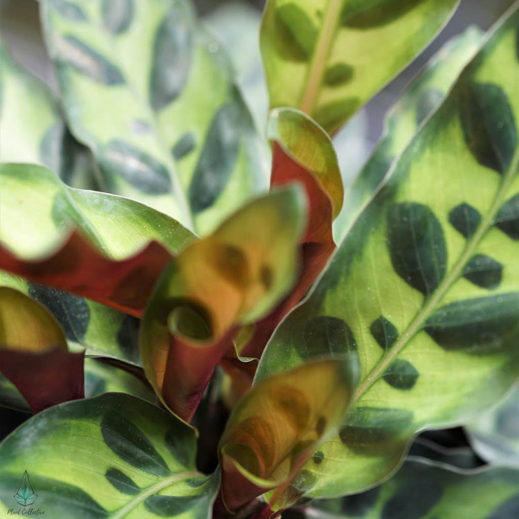 Rattlesnake Plant (Calathea Lancifolia) - Plant Collective