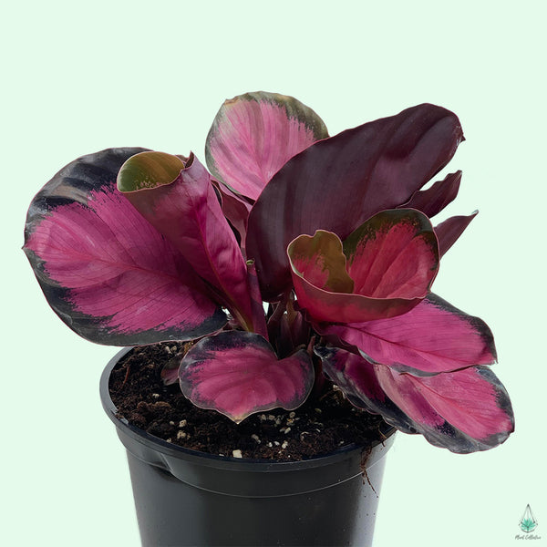 Calathea Rosy