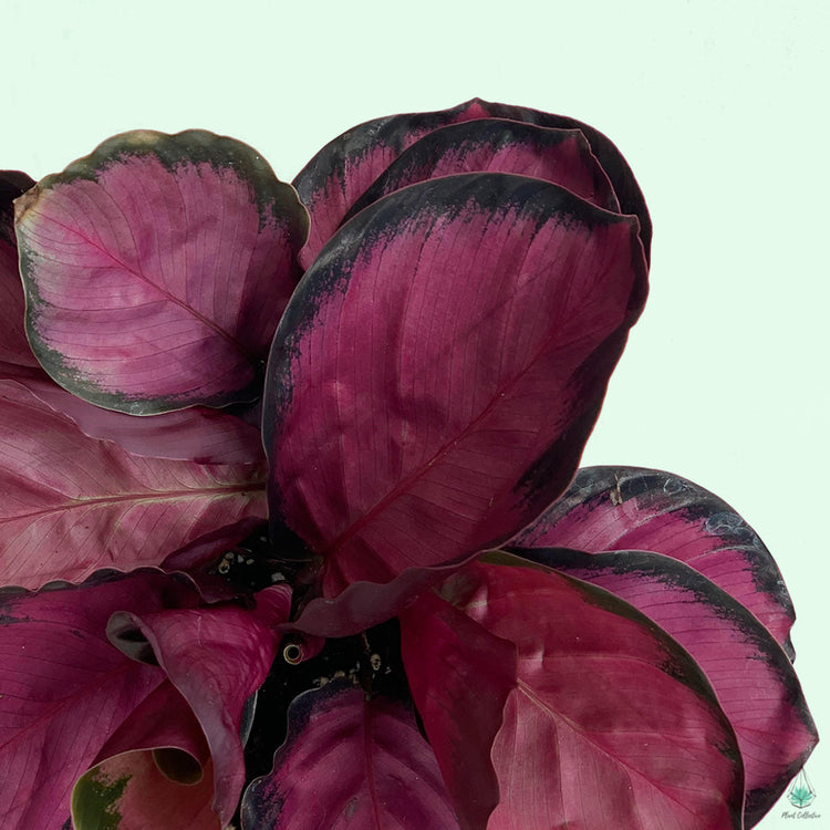 Calathea Rosy