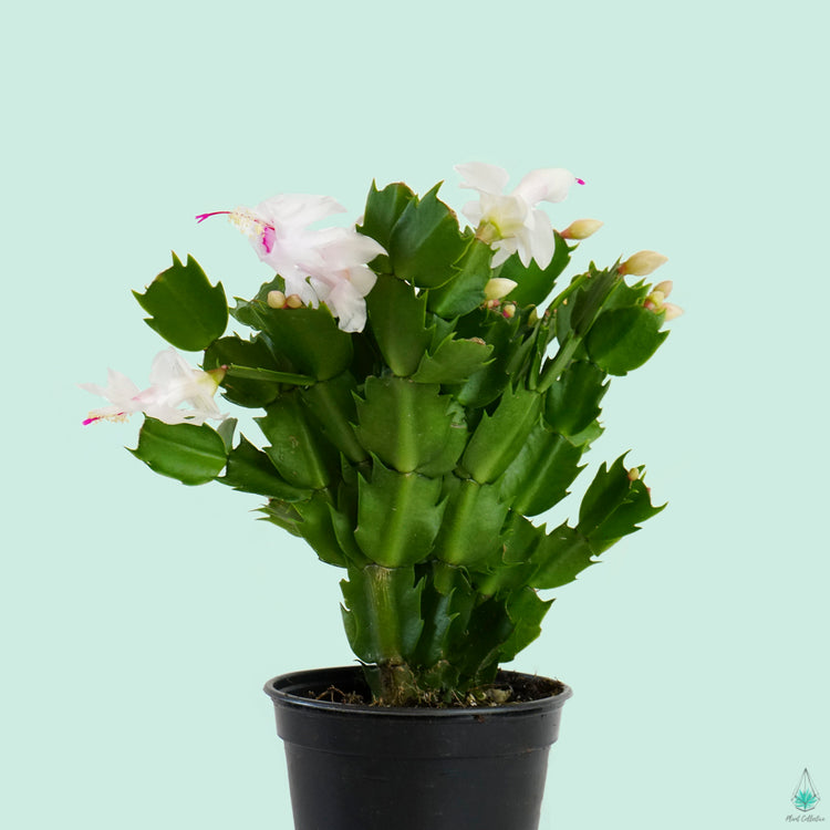 Holiday (Christmas) Cactus - Plant Collective