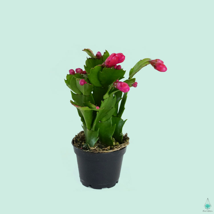 Holiday (Christmas) Cactus - Plant Collective