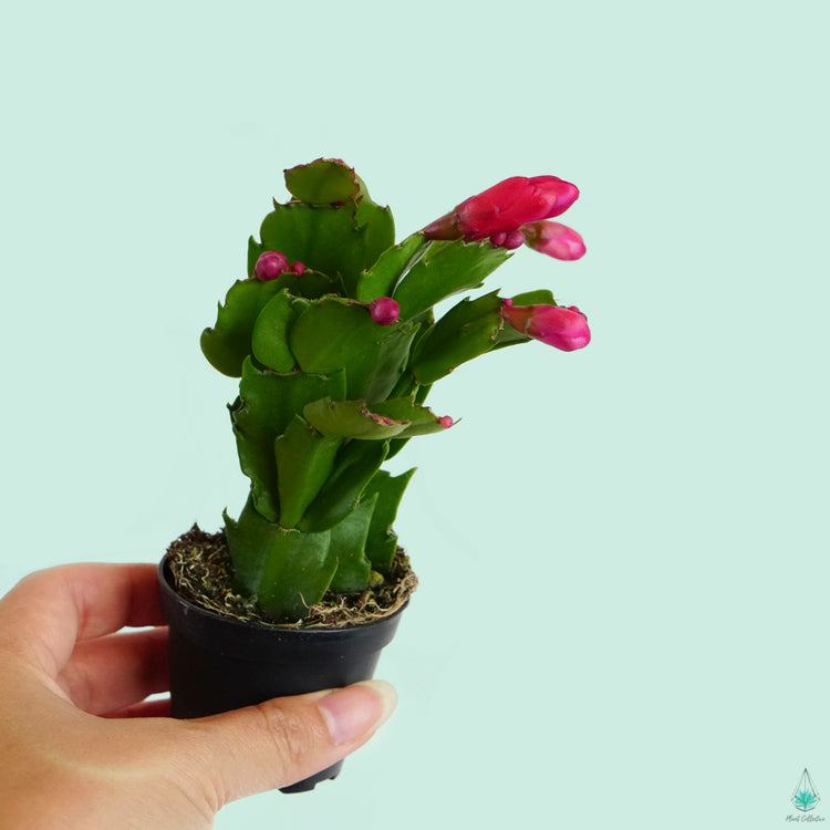 Holiday (Christmas) Cactus - Plant Collective