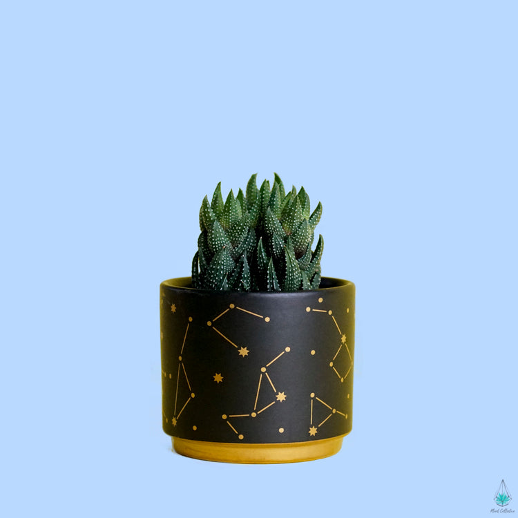 Constellations Pot