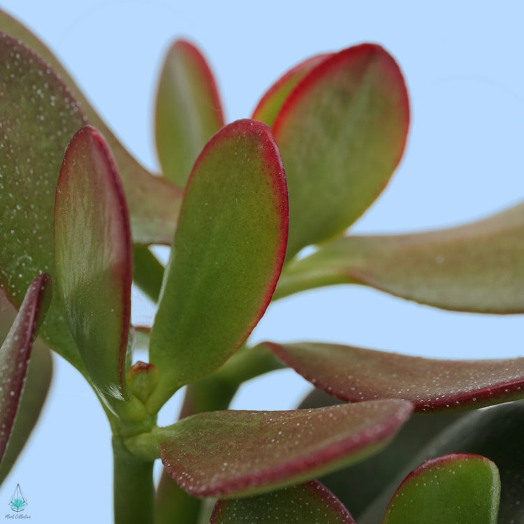 Jade Plant (Crassula Ovata) - Plant Collective