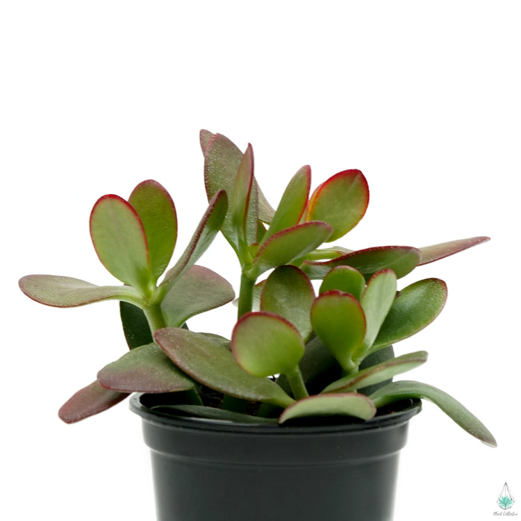 Jade Plant (Crassula Ovata) - Plant Collective