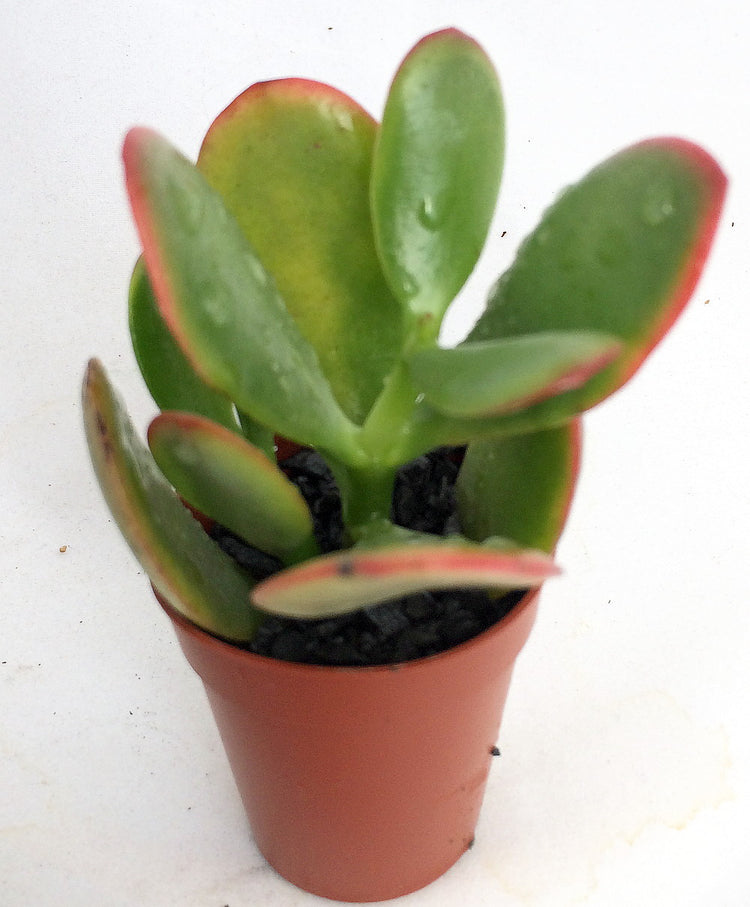 Jade Plant (Crassula Ovata) - Plant Collective