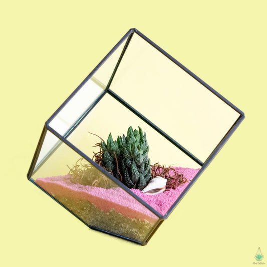 DIY Succulent Terrarium Kit - Cube - Plant Collective