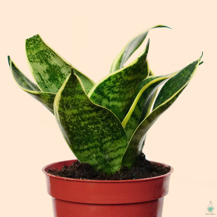 Snake Plant (Laurentii)