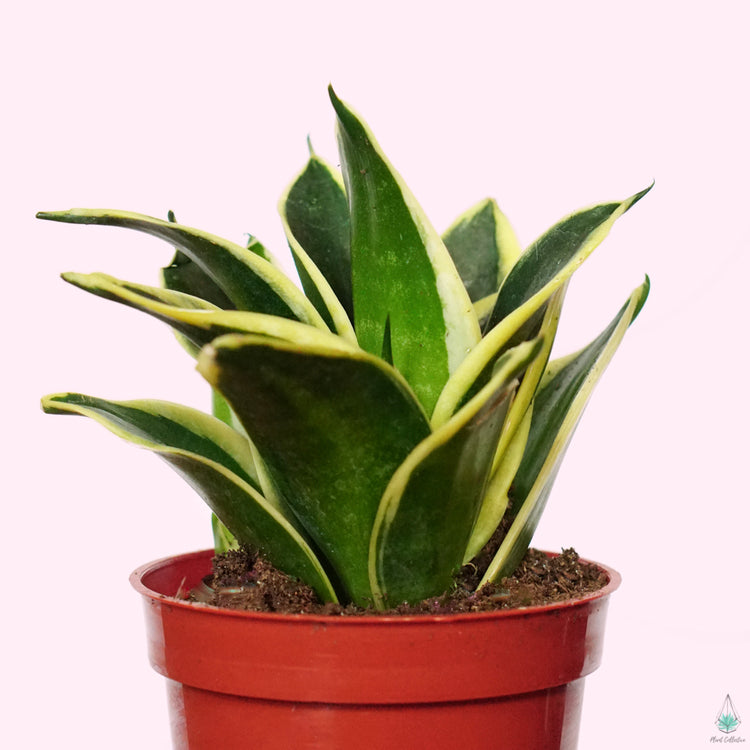 Snake Plant (Assorted) - Plant Collective