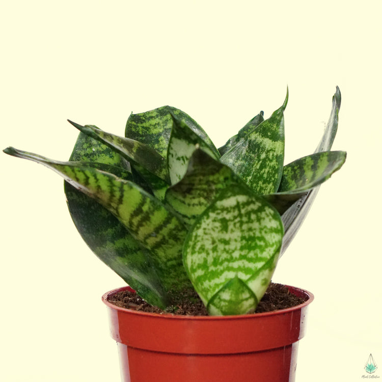 Snake Plant (Assorted) - Plant Collective