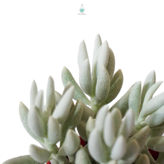 white senecio succulent Wooly Senecio (Senecio Haworthii)